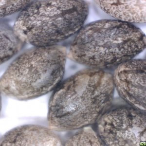 Heavy Duty Fruity seeds