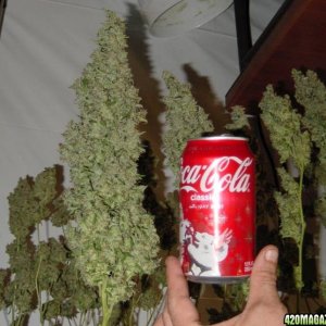 chronic main cola