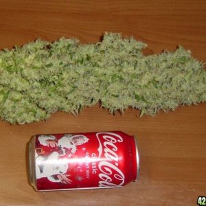 chronic main cola