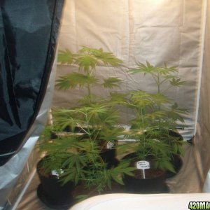 4 Snow Whtie's and 4 PPP ( Pure Power Plant ) they are at 33 days in flower