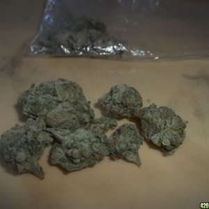 White Rhino