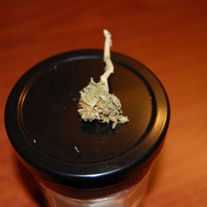 half_smoked_bud