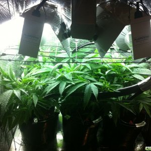 grow2_day_36-17-01182012_