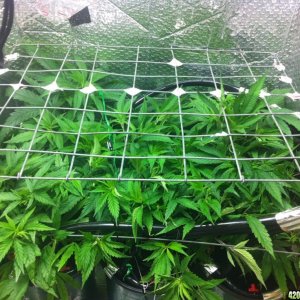 grow2_day_40-21-01222012_