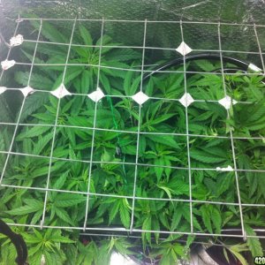 grow2_day_40-21-01222012_