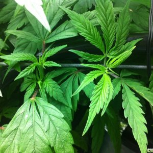 grow2_day_42-23-01242012_