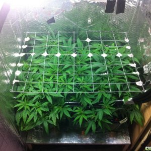 grow2_day_42-23-01242012_