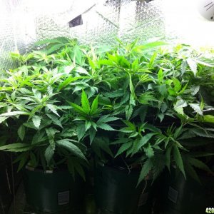 grow2_day_44-25-01262012_