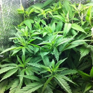 grow2_day_44-25-01262012_