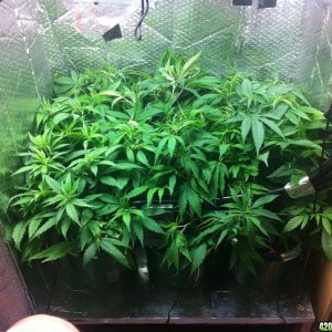 grow2_day_45-26-01272012