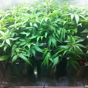 grow2_day_45-26-01272012