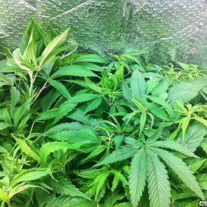 grow2_day_45-26-01272012