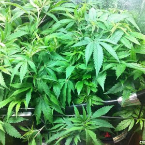 grow2_day_45-26-01272012