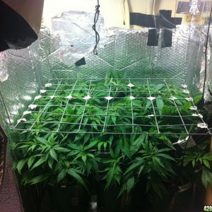 grow2_day_45-26-01272012