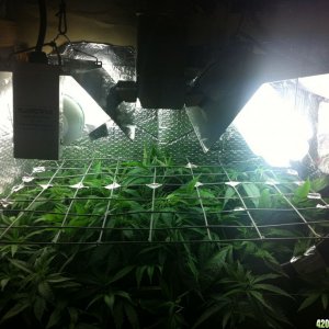 grow2_day_45-26-01272012