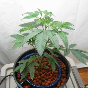 Clone room Shangra La and OG Kush