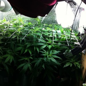 grow2_day_47-28-01292012_Flower