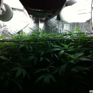 grow2_day_47-28-01292012_Flower