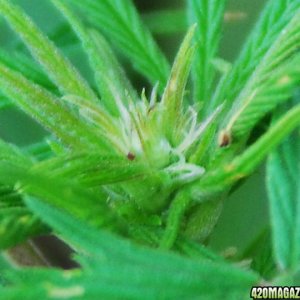 Outdoor grow showing pistils in flowering bud.