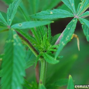 Outdoor grow showing pistils in flowering bud.