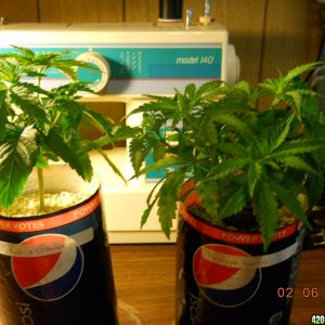 OG kush & PE seedlings 2-6-12