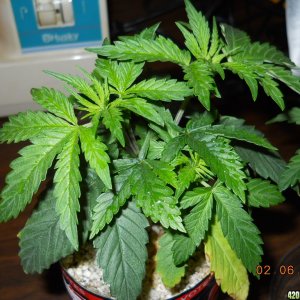 OG kush seedling 2-6-12