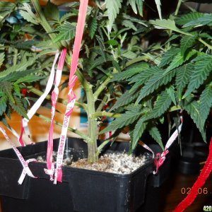 Wonder Woman Bonsai mom I 2-6-12