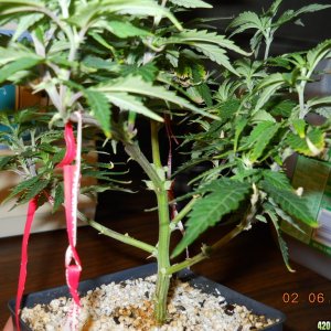 Wonder Woman bonsai mom II 2-6-12