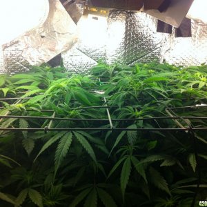 grow2_day_56_37_10_02072012_Flower