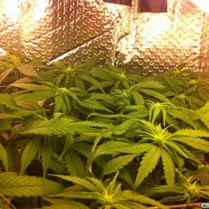 grow2_day_56_37_10_02072012_Flower