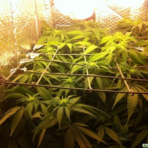 grow2_day_56_37_10_02072012_Flower