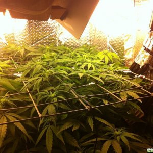 grow2_day_56_37_10_02072012_Flower