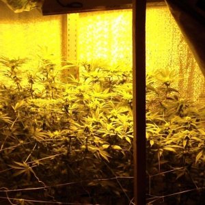 day_24_flowering_update_001