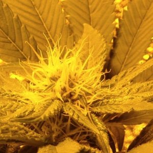 day_24_flowering_update_002