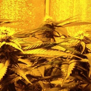 day_24_flowering_update_003