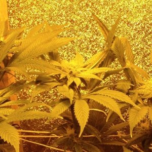 day_24_flowering_update_007