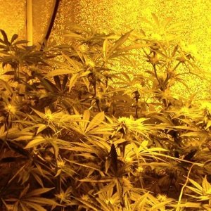 day_24_flowering_update_009