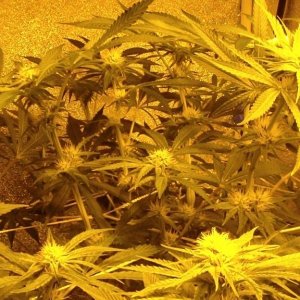 day_24_flowering_update_011