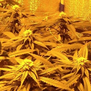 day_24_flowering_update_013