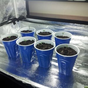 seedlings34