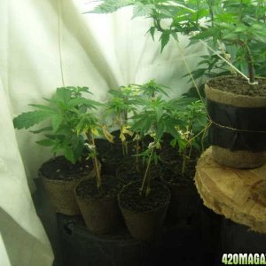 Sativa_Clones