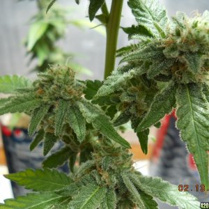 WW buds 2-13-12