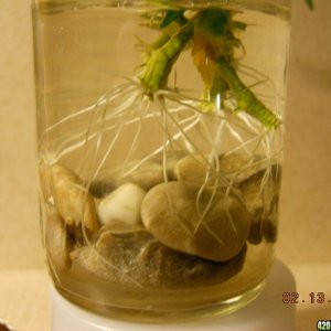 roots on ww clippings 2-13