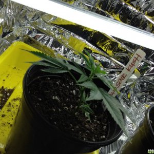 Sour Kush Clone