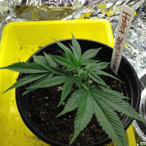 Sour Kush Clone