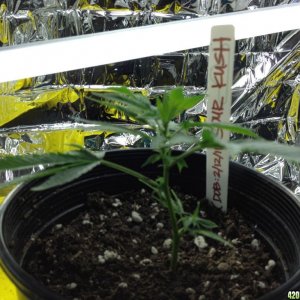 Sour Kush Clone