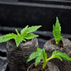 hash bud clones (upper two)