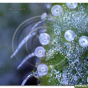 Digital Microscope @ 400x magnification view of Trichomes