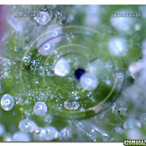 Digital Microscope @ 400x magnification view of Trichomes