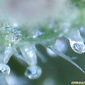 Digital Microscope @ 400x magnification view of Trichomes